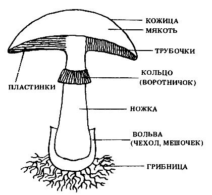 Гриб строение шляпочного гриба