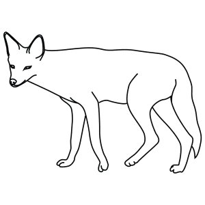 Шакал рисунок лёгкий