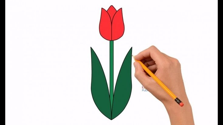 Тюльпан рисунок