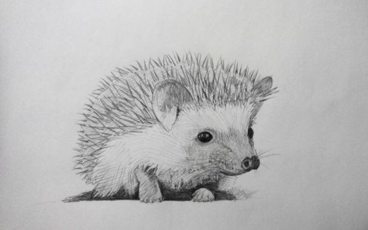Красивого ежика