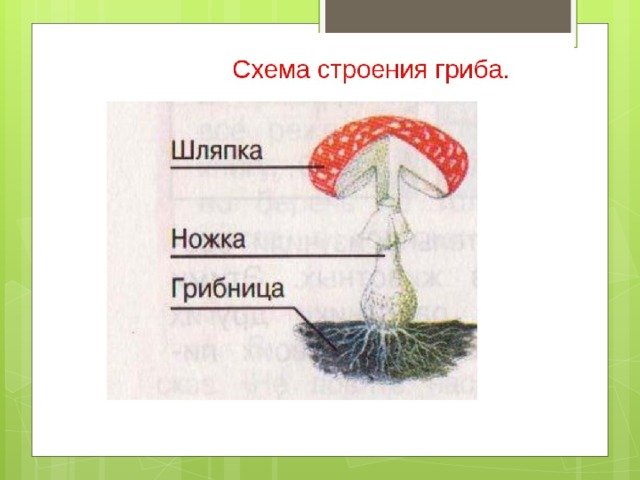 Рисунок схема шляпочного гриба