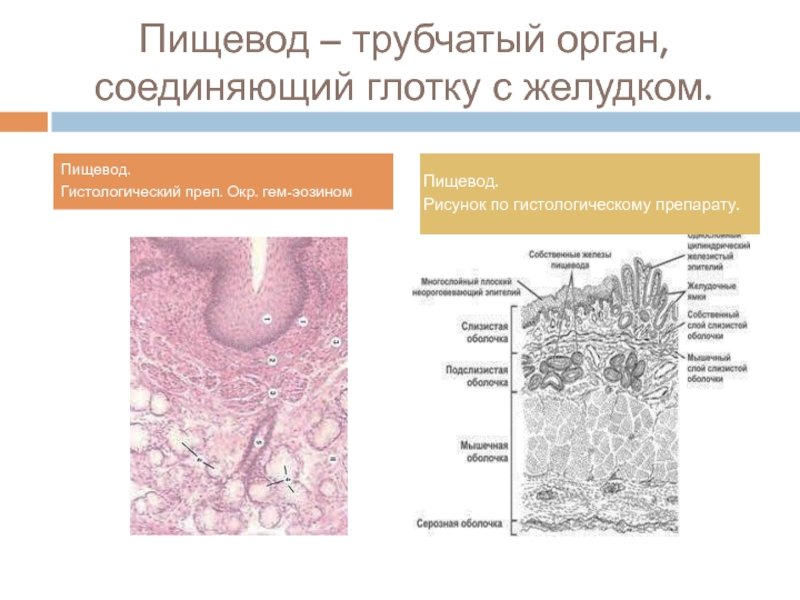 Поперечный срез пищевода гистология