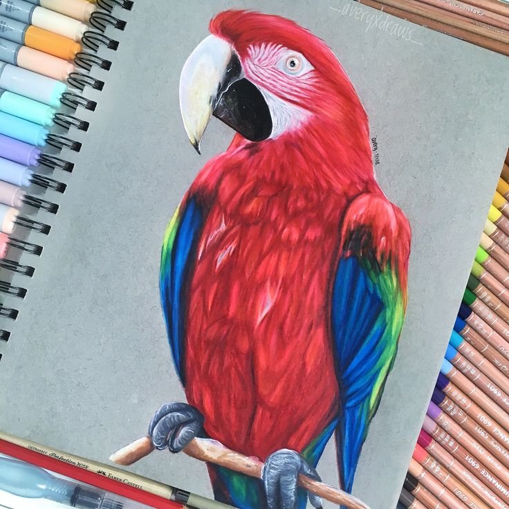 Рисунок попугая для срисовки