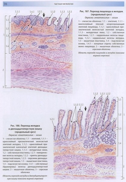 Клетки пищевода гистология