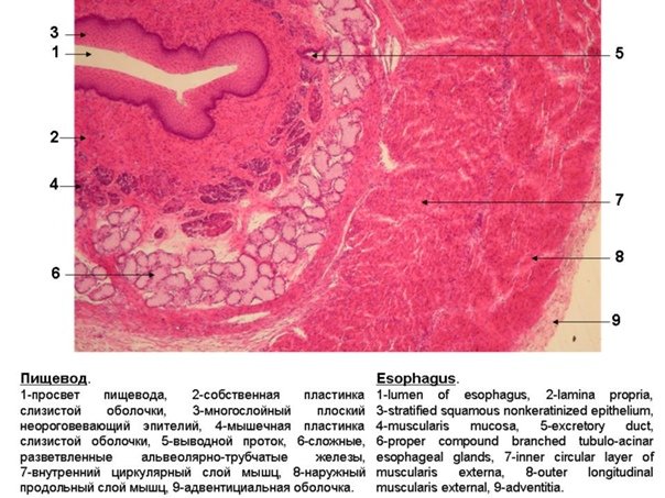 Строение слизистой оболочки пищевода гистология