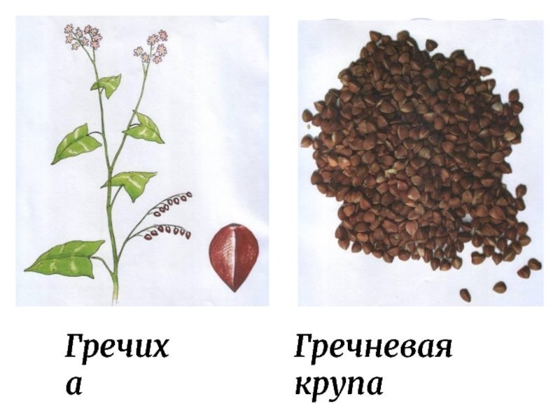 Гречиха строение