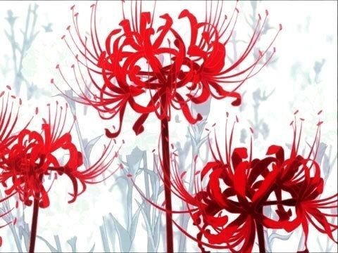 Красная Лилия рисунок