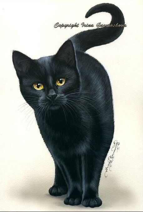 Кошка рисунок