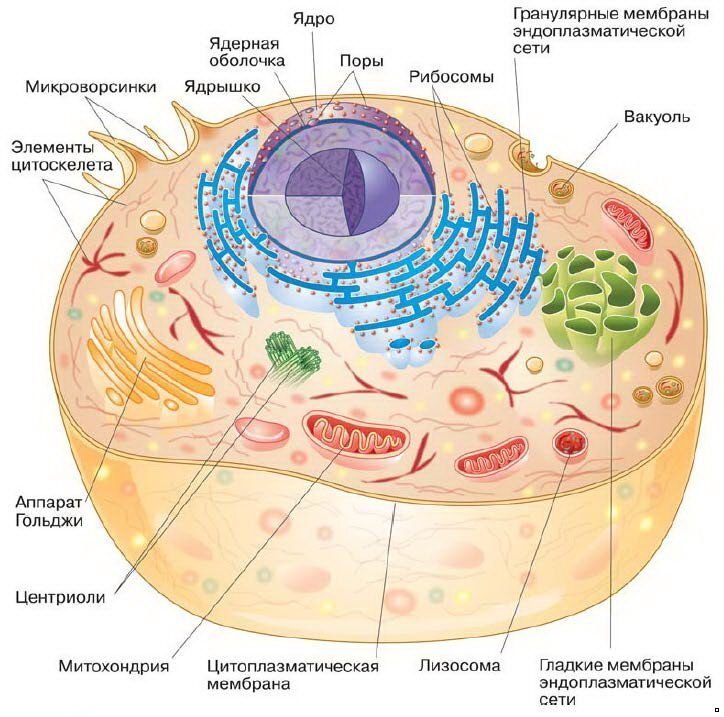 Подробный рисунок эукариотической клетки
