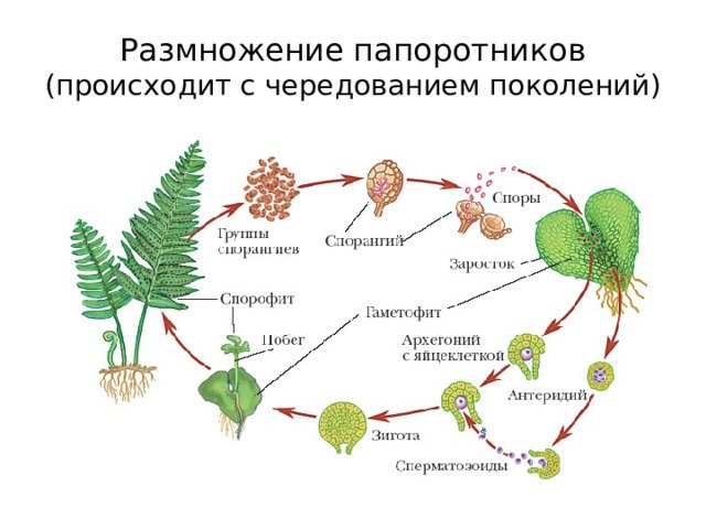 Схема полового размножения папоротника