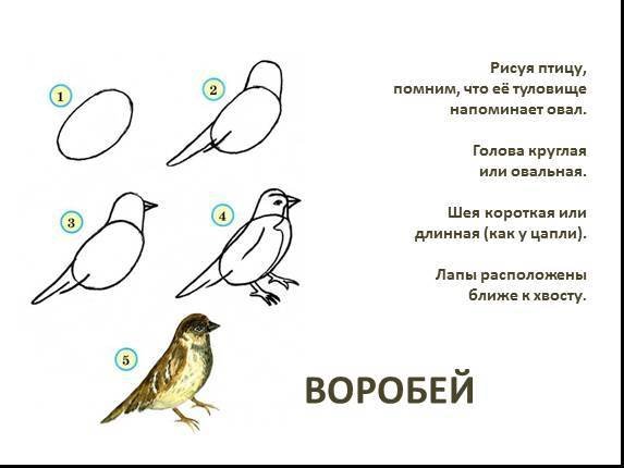 Воробей поэтапное рисование для детей