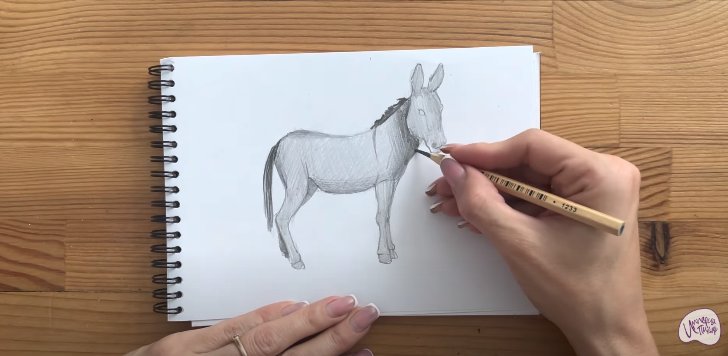 Ослик легкие