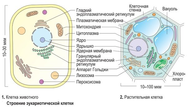 Схема строения эукариотической клетки