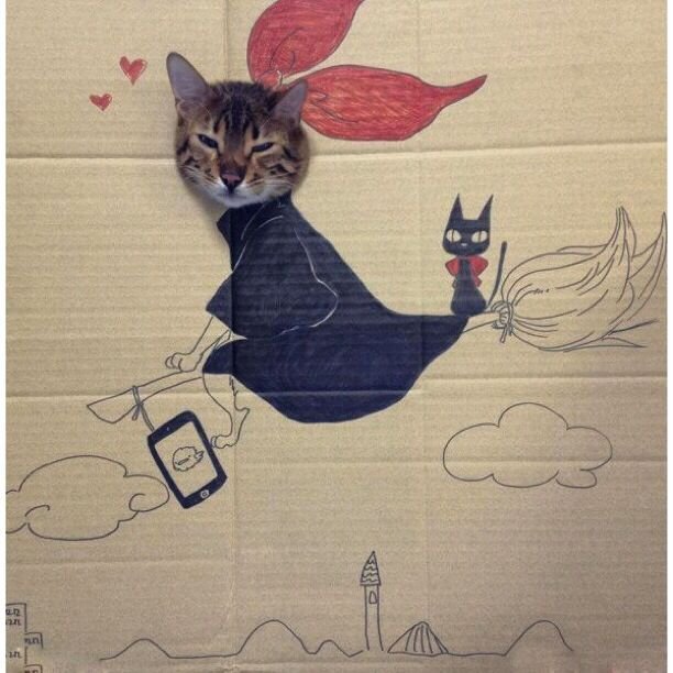 Креативный котик