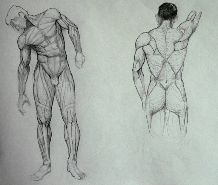 Рисование фигуры человека мышцы