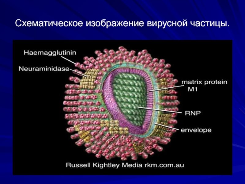 Схематичное изображение вирусной частицы