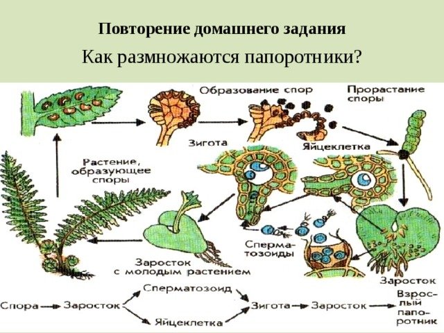 Размножение папоротника