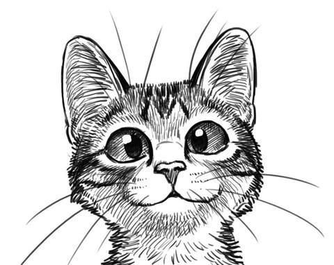 Эскиз котика