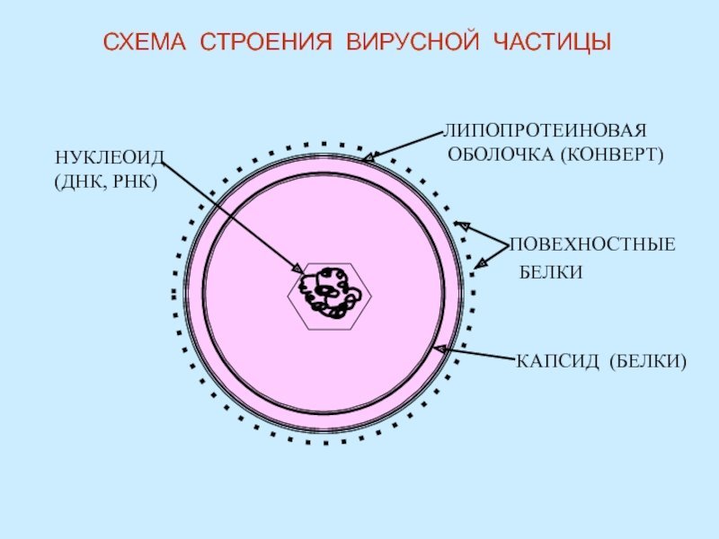 Основные структуры вирусной частицы
