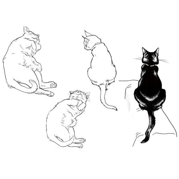 Наброски кошек