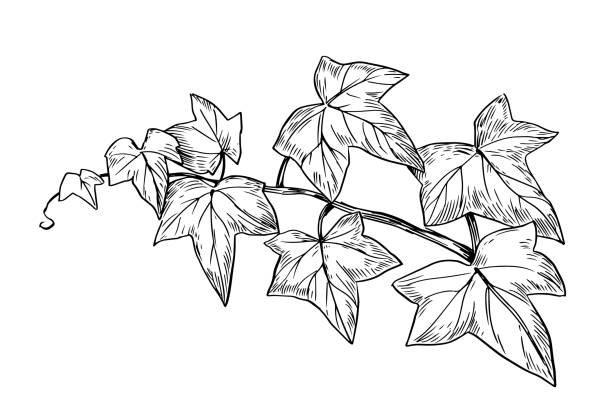 Плющ рисунок