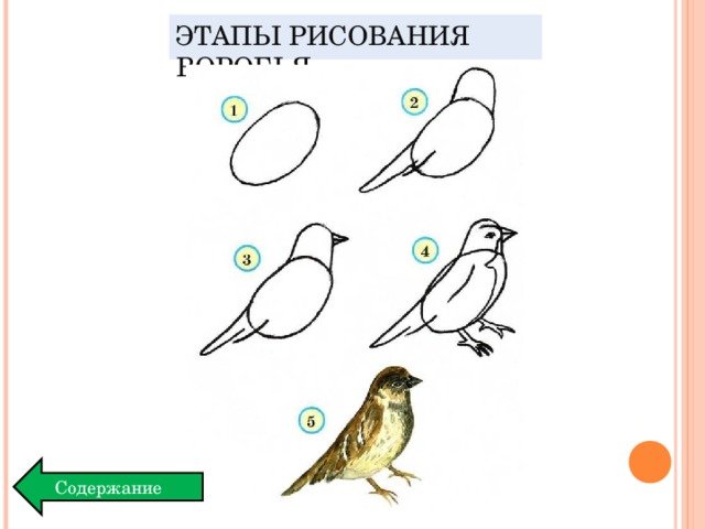 Поэтапное рисование птицы в подготовительной группе