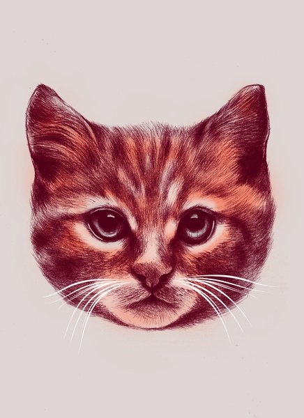 Морда кота