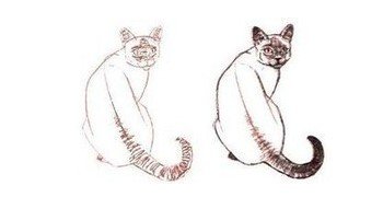 Коты вид сзади