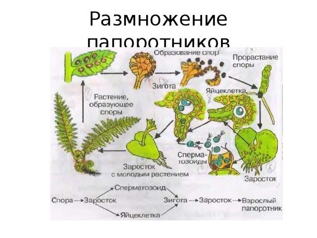 Размножение папоротника спорами