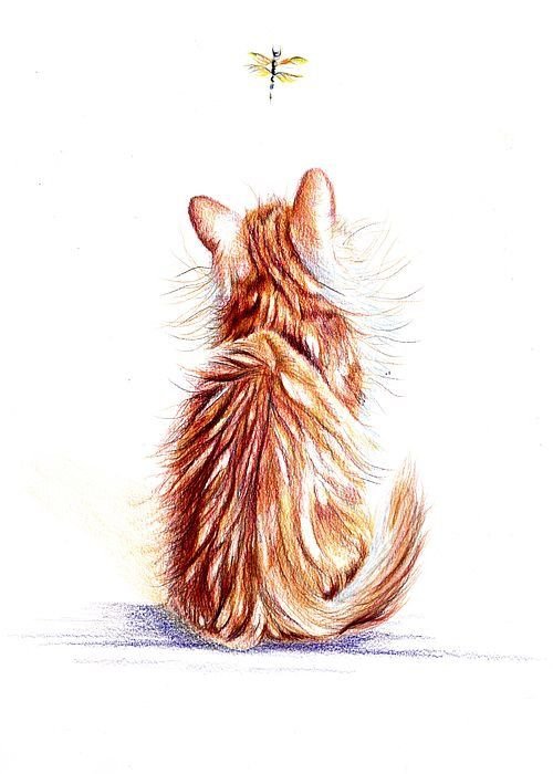 Рыжий кот рисунок