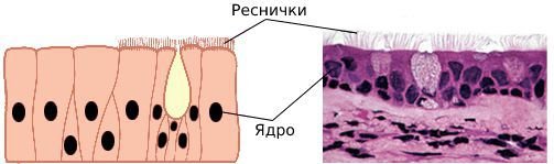 Однослойный цилиндрический мерцательный эпителий