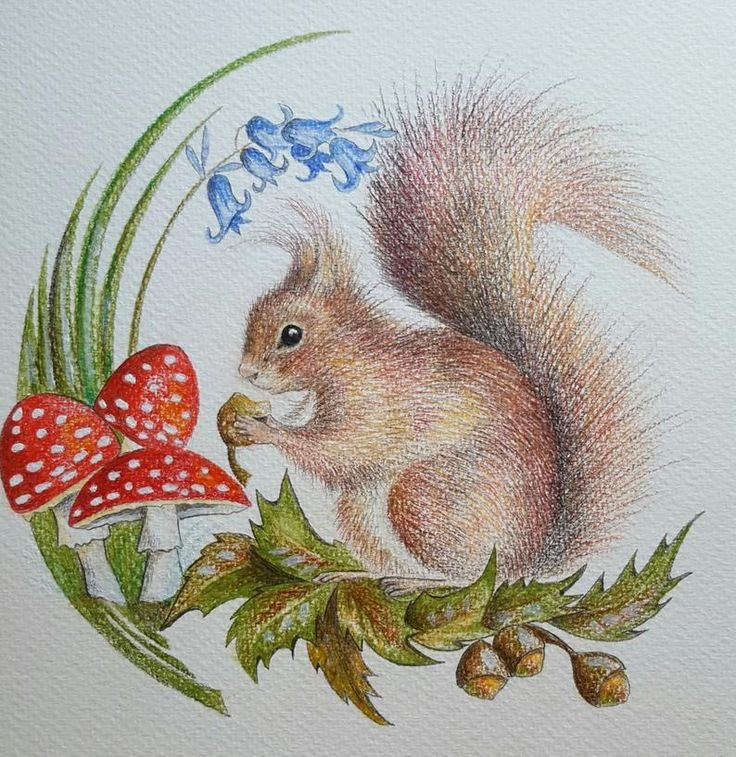 Белочка рисунок