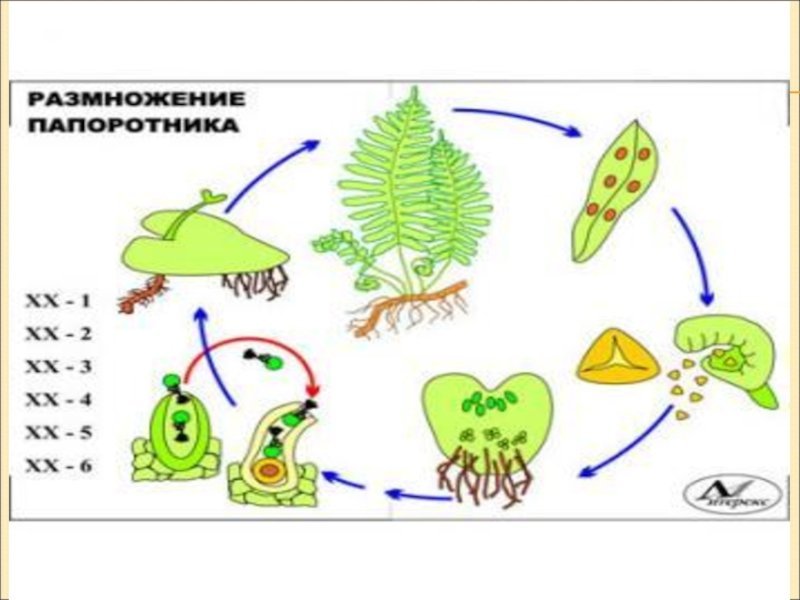 Размножение папоротников схема
