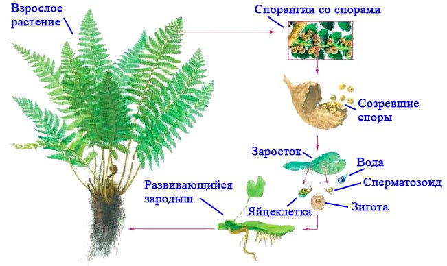 Папоротник заросток и спорангии