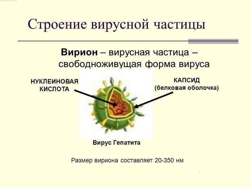 Строение вирусной клетки Вирион