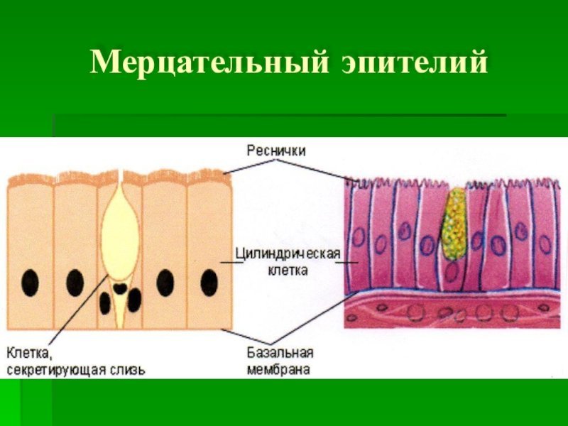 Мерцательный эпителий ЕГЭ биология