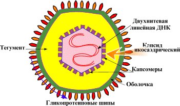 Строение вириона вируса ветряной оспы
