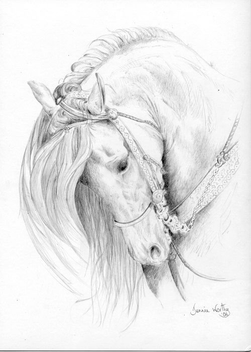 Рисунок коня для срисовки
