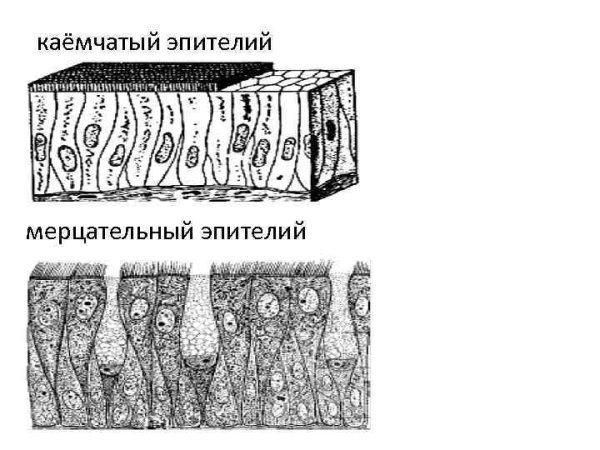 Мерцательный эпителий