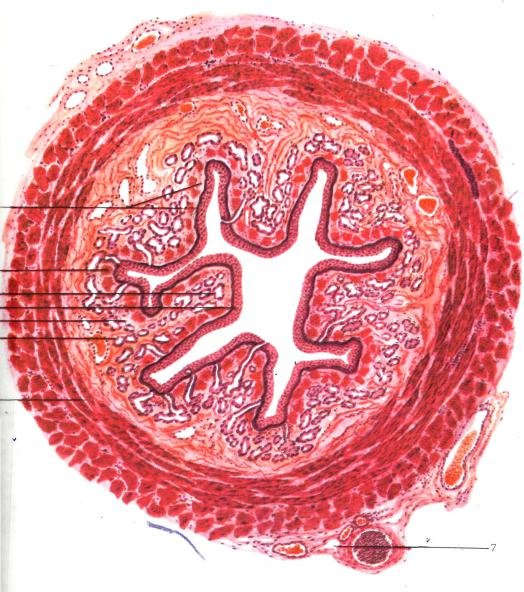 Поперечный срез пищевода гистология препарат