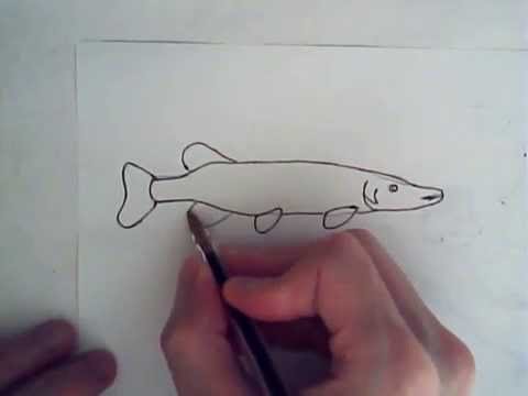 Поэтапное рисование щуки