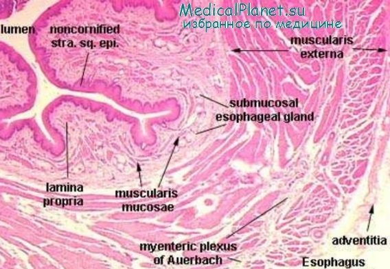 Стенка пищевода гистология