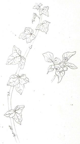 Плющ карандашом