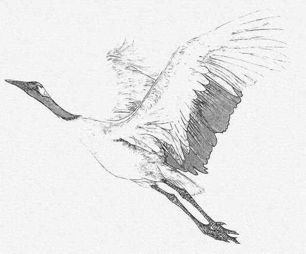Журавль рисунок