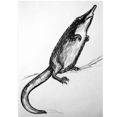 Выхухоль рисунок карандашом