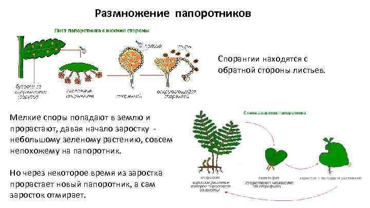 Размножение папоротников 6