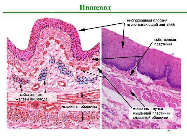 Плоский эпителий гистология