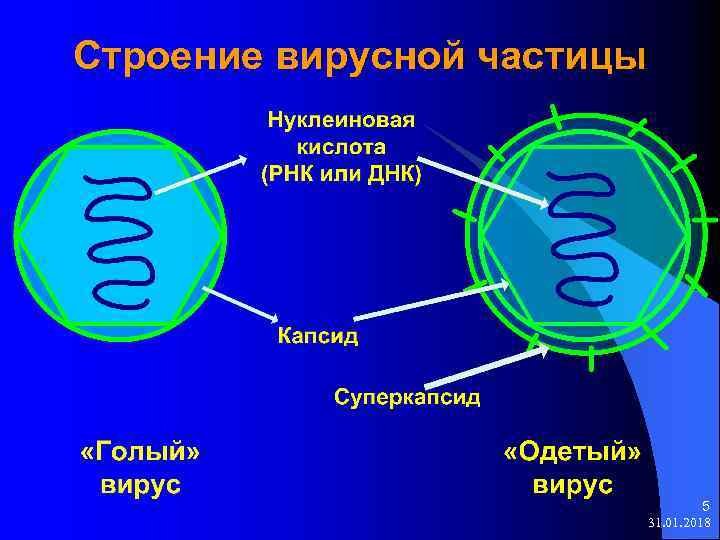 Строение вирусной частицы