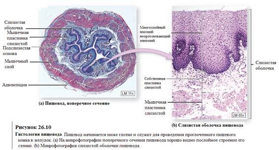 Пищевод гистология