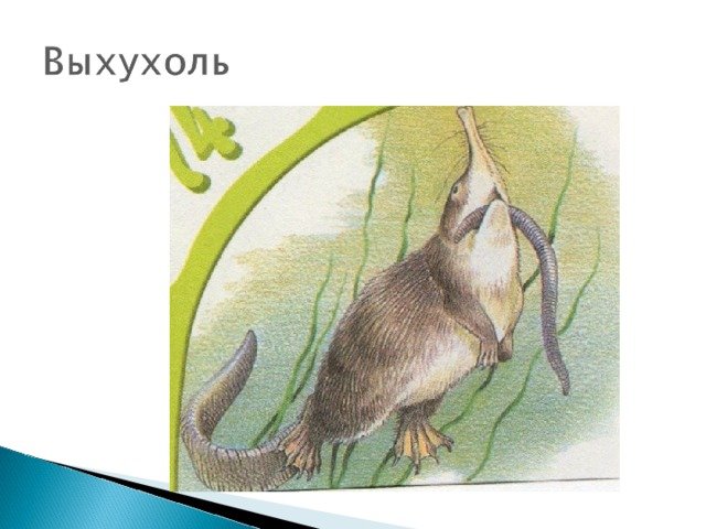 Выхухоль для детей
